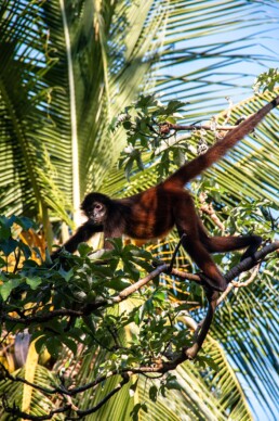 Spider monkey in Matapalo Costa Rica