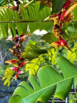 Tropical flowers at Art Villas Costa Rica