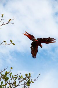 Red Macaw at Finca Exotica Carate