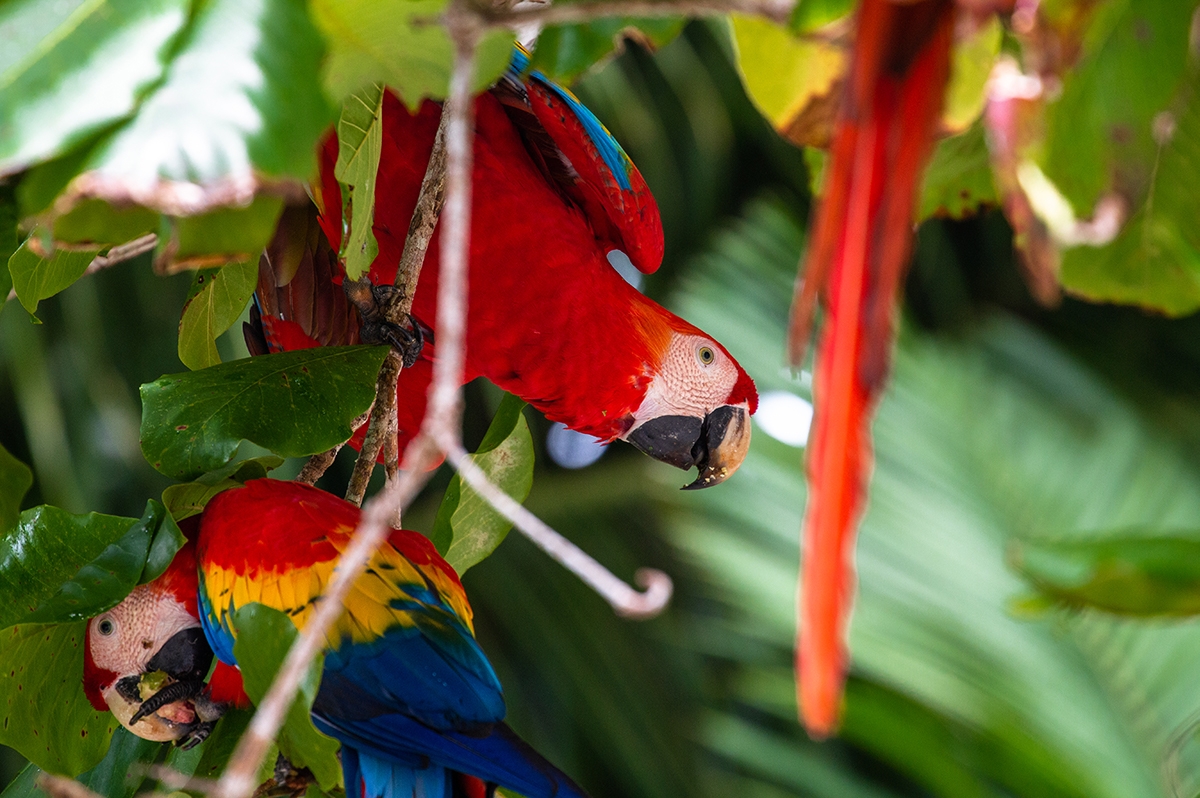 Red macaws at Finca Exotica hotel Costa Rica