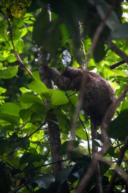 Sloth at Congo Bongo hotel Costa Rica
