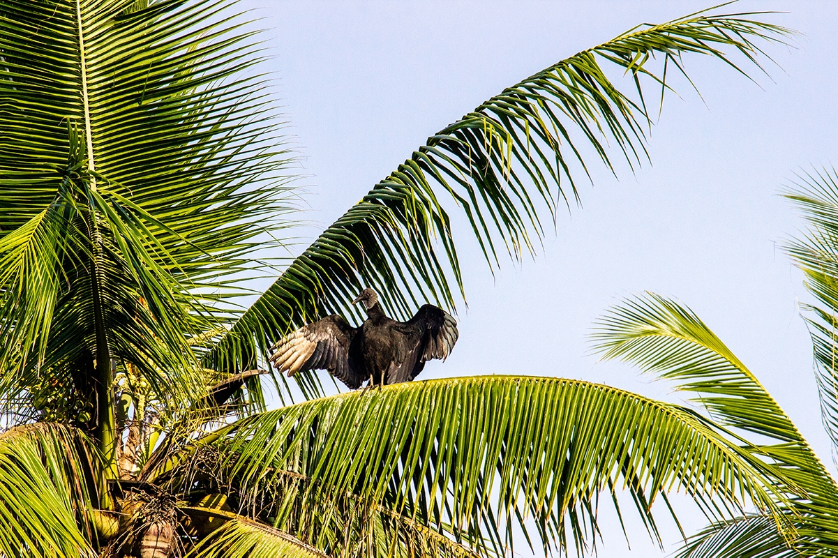 Vulture in the palm trees in Costa Rica