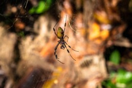 Banana spider in Cahuita National Park Costa Rica