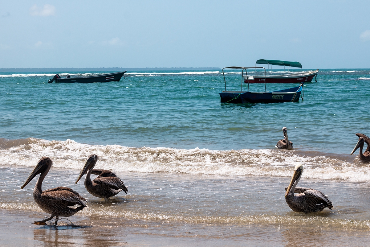 Pelicans in Puerto Viejo Costa Rica