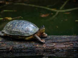 River turtle in jungle at Punta Uva in Costa Rica