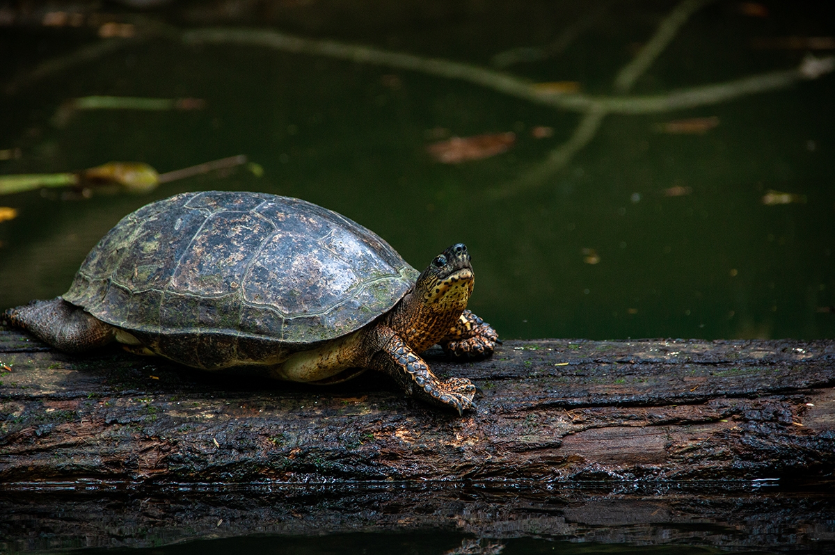 River turtle in jungle at Punta Uva in Costa Rica