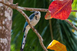 tropical bird at Isla Chiquita Glamping in Costa Rica