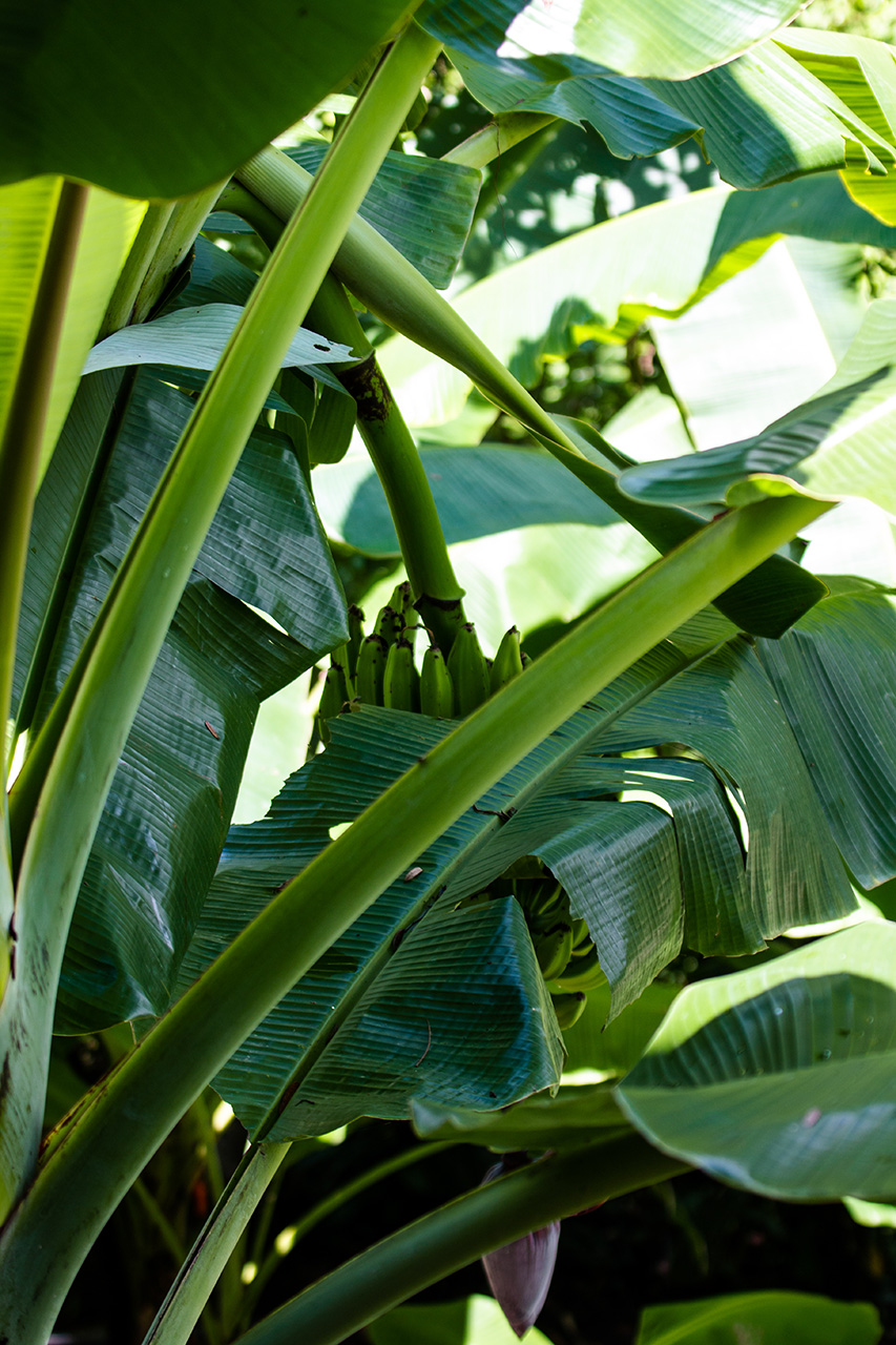 Jungle plants at The Green House in Santa Teresa