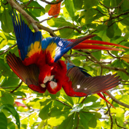 Red Macaws in an almond tree in Costa Rica