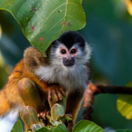 Squirrel monkey in Costa Rica