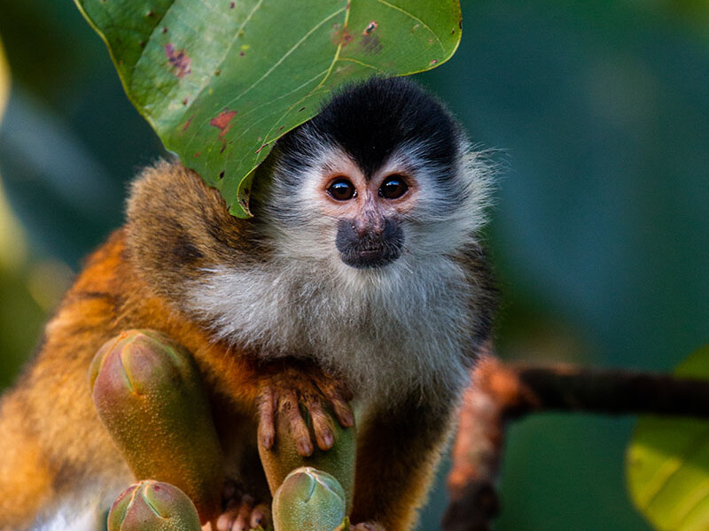 Squirrel monkey in Costa Rica