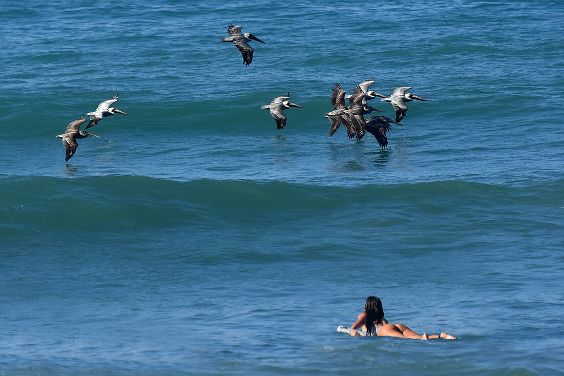 Girl surfing in Dominical Costa Rica with pelicans