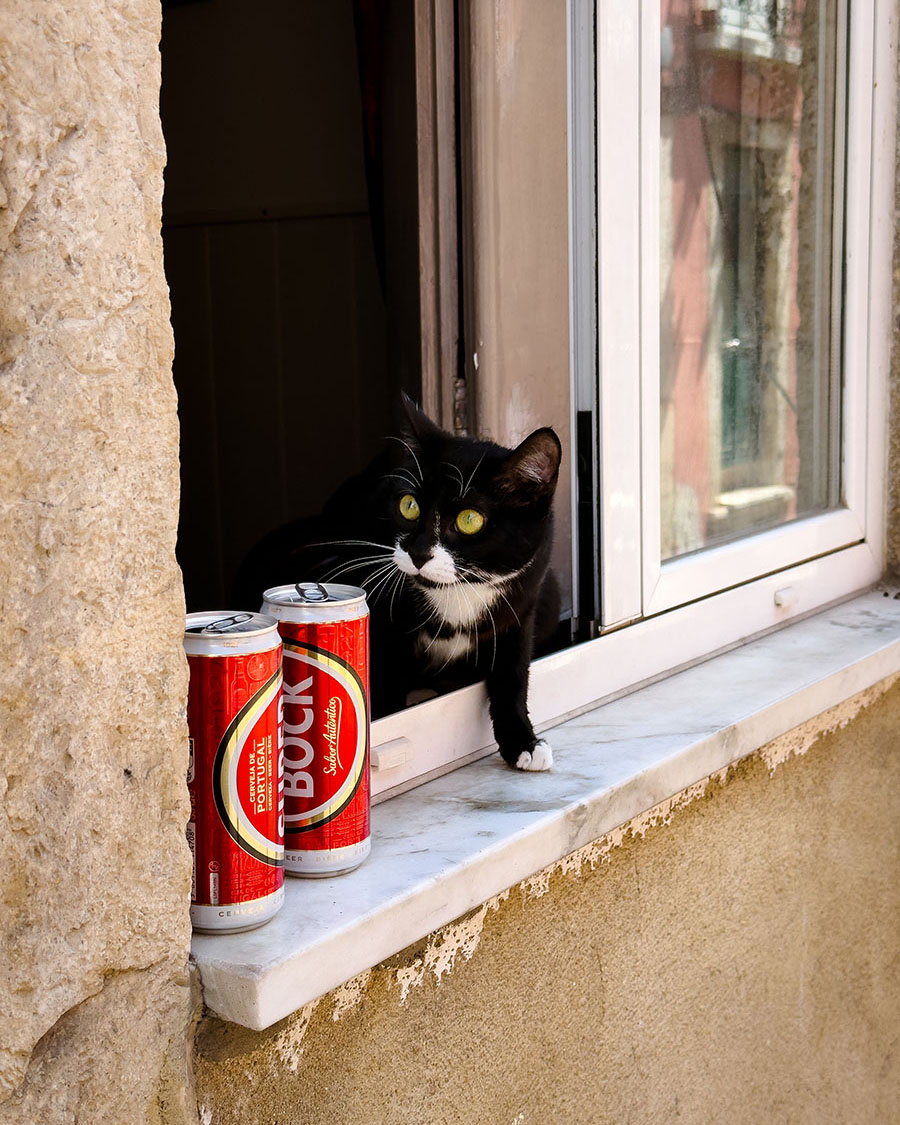 cat_window_house_lisbon_super_bock_beer
