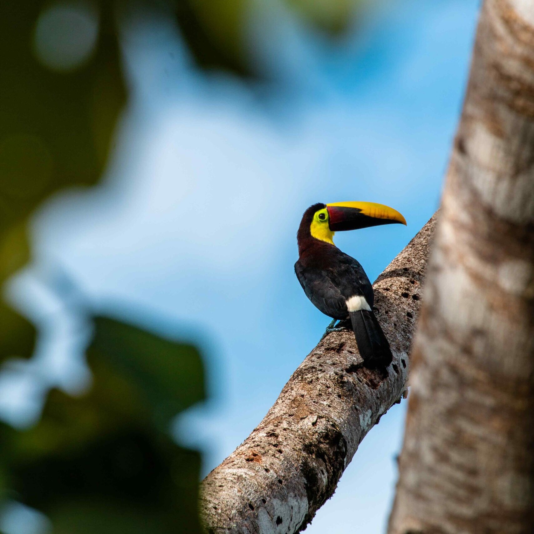 Toucan perched on a tree in the tropical rainforest of Costa Rica