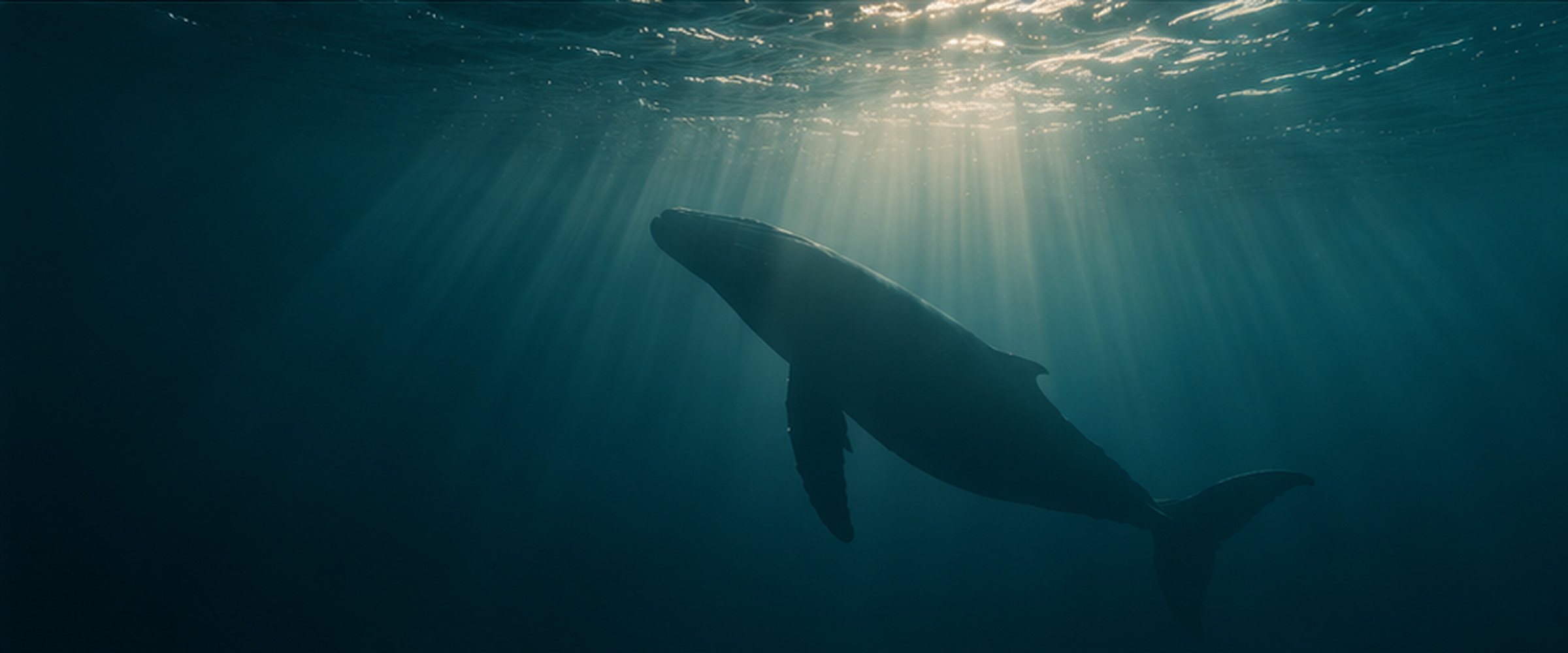 Humpback whale underwater in the Golfo Dulce off the Osa Peninsula, Costa Rica